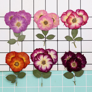 õ�� �滨�����˱��NĘѺ��̨��Ϟ�T�N���ɻ��ֹ�diy�ɻ�����