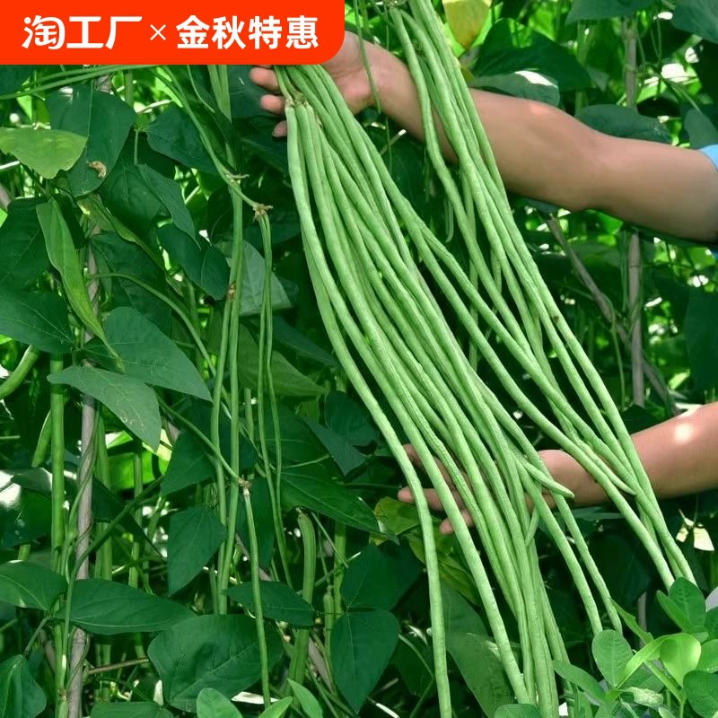 Семена вигны Семена овощей Длинная зеленая фасоль