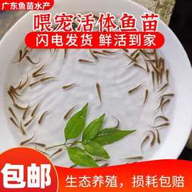 饲料鱼小鱼活鱼喂龟活喂乌龟的苗鱼仔活鱼龙鱼活食角蛙乌龟独立站