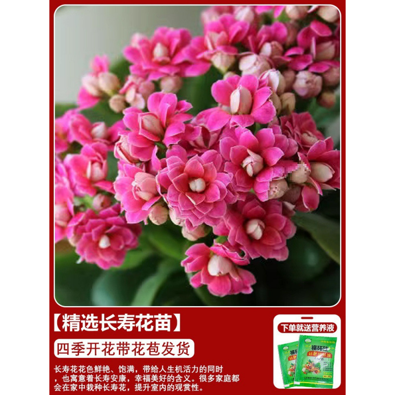長寿の花 鉢植え 二重金キツネ 大輪 花のつぼみ付き 花苗 四季咲き 室内咲き 育てやすい花植物|undefined