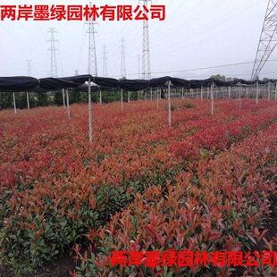 �t�~ʯ骴�С��ͥԺ�G����ľ�ߗU����G��ֲ��Gɫֲ�﹤��ʯ���