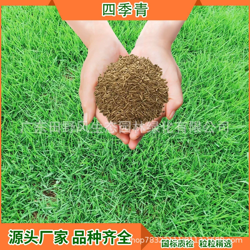 Смесь Семена Зеленой Травы Бермудские Четыре Сезона Зеленые Семена Защита склонов ПОЧВ-фиксирующие Семена травы Трампл Устойчивы Семена оптом