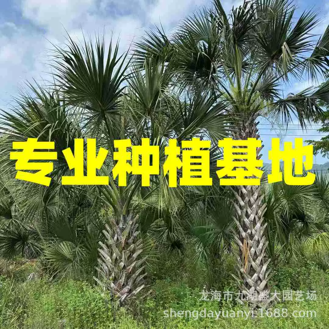 Цена на пересаженные пальмы Сабал из Фуцзяня, оптовая продажа пальм «драконья чешуя» из Чжэцзяна, база пальм «драконья чешуя» из Цзянси, пальмы «драконья чешуя» из Сычуани.