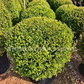 宿根花卉;盆栽;一二年生花卉