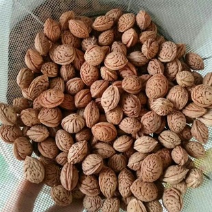 ë�ҷN�� �²�ɽ�ҷN�� Ұë�Ҙ�޽�÷������Ҙ���ľ�ȹ���N��