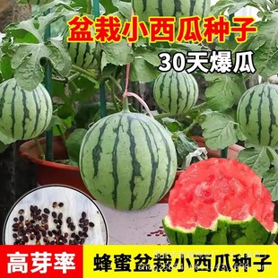 �������С���ϷN�����Ѽtȿ���ϷN��ˮ���Nԭ�b�ļ��߲˷N�Ӵ�ȫ