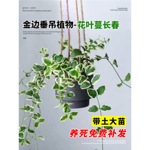 ���~���L�������Ի����҃��̨ͥԺ���ٴ���ֲ�ﳣ�G��ꎻ��ܾGֲ