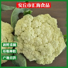 白菜花 白菜花品牌 图片 价格 白菜花批发 阿里巴巴 白菜花 白菜花品牌 图片 价格 白菜花批发 阿里巴巴