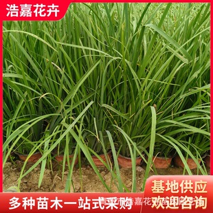 ��ѿ�SβС��  �S���ѾG����ľ���G���ܹ��̾G�����������S������