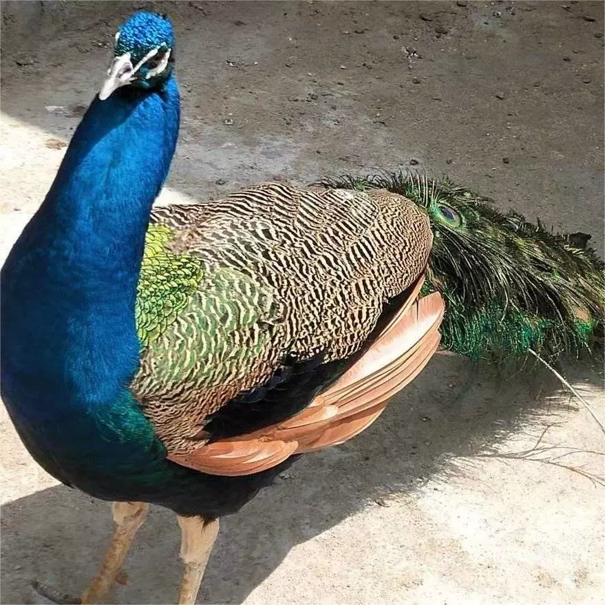 孔雀养殖基地自繁育孔雀苗蓝孔雀小孔雀养殖花孔雀白孔雀