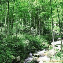 绿化植物竹苗 青竹 刚竹  庭院竹子 金镶玉竹 紫竹 罗汉竹 斑竹苗