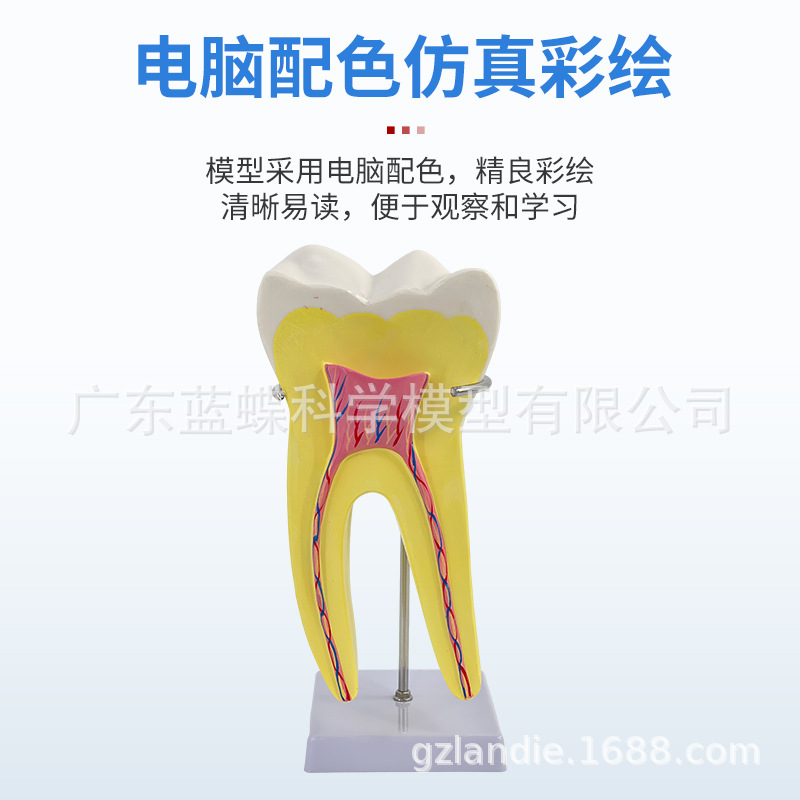 12���Ŵ���������ģ��������ʿɲ��ģ������������������ĥ��