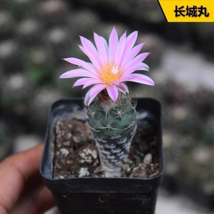 �����L���������� ϡ�зۻ�������С�������� ���B�����^С����