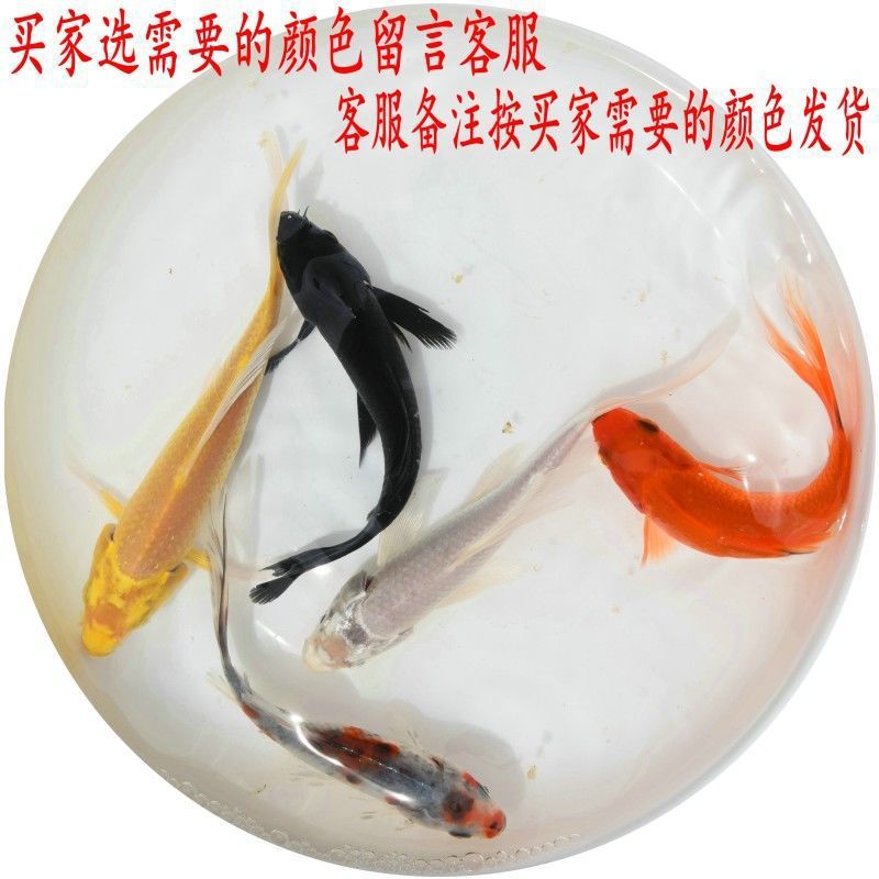 草金鱼活体观赏鱼小金鱼冷水鱼锦鲤锦鲫鱼苗淡水鱼小型鱼一件代发