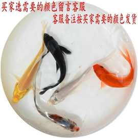 草金鱼活体观赏鱼小金鱼冷水鱼锦鲤锦鲫鱼苗淡水鱼小型鱼一件代发