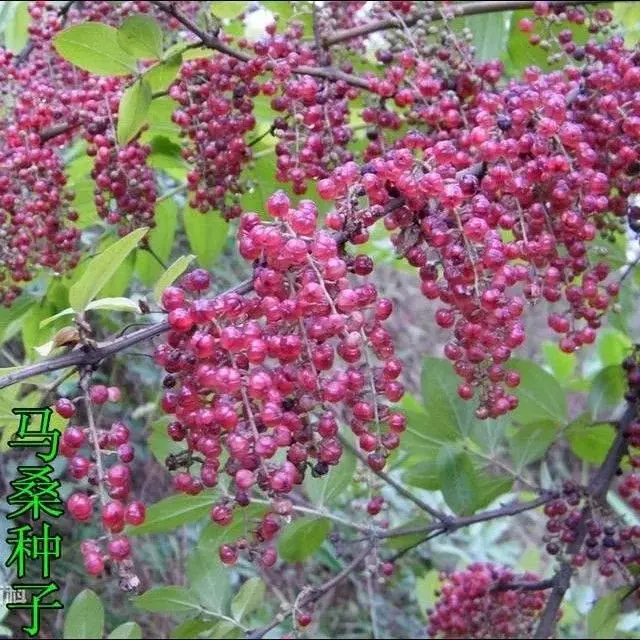 批发马桑种子水马桑车桑子木豆树木豆猪屎豆马棘种子马桑醉鱼桑