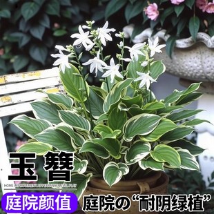 ���������������ͥԺ�^�~ֲ�ﻨ�@�̨��ꎻ���Gֲ���B�ͺ��޸�