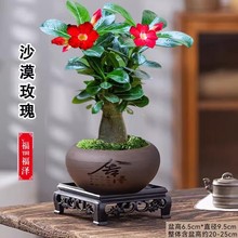 沙漠玫瑰盆栽花卉办公室客厅室内好养重瓣多肉植物老桩四季小绿植