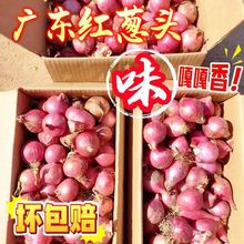 特价红皮小毛葱红葱头种子大葱头笨毛葱小洋葱毛葱东北葱头种子