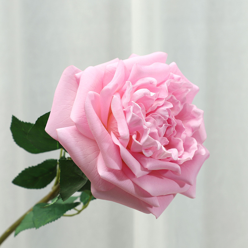 핑크 보라색