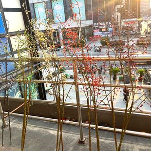 ɽ�w���t�����}�Q�����b�����G�����滨�Gֲ�ٻ���c���̕���