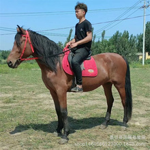 �T���R�Bֳ�� ���ﰫ�R ��Ѫ�R�^�pӰҕ���R���^���U�Rƥ