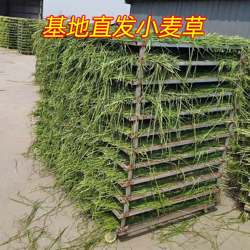 26新烘干宽叶小麦草嫩绿鲜香宠物饲料食物粮食牧草干草无穗烘干草