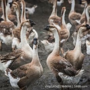 ���ڪ{�^�Z����һ���ش�N�{���^�ZС�Z�м��N�����Z������l�r��