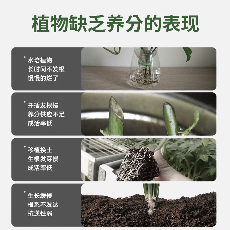 Factory wholesale fast-rooting liquid for transplanting flower seedlings, cuttings, and succulents—boost root development and promote vigorous growth! Bulk pricing available.