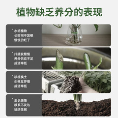 Factory wholesale fast-rooting liquid for transplanting flower seedlings, cuttings, and succulents—boost root development and promote vigorous growth! Bulk pricing available.