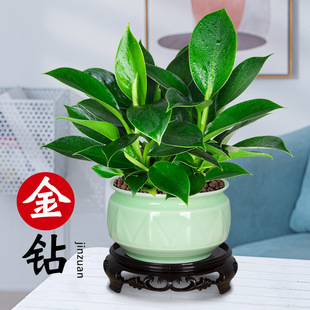 ��荾G���������ļ����B�����՚�����ȩ�҃��k���������ԾGֲ����