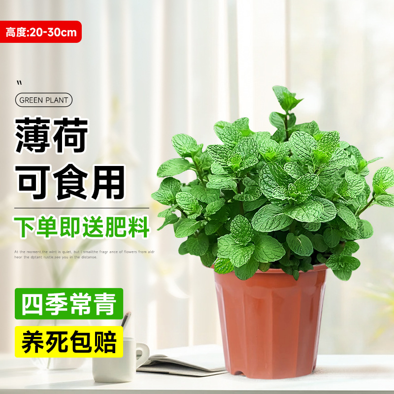 2盆裝/食品級大盆薄荷【原盆】