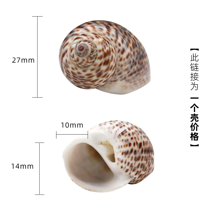 2-3cm 게에 적합한 밝은 녹색 x82 새알 달팽이