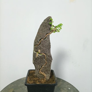 С�~���ܸ�ʯ�辰��ʯ�옶�ܘ��Ϙ�һ��һ���k�����̨���ܾGֲ