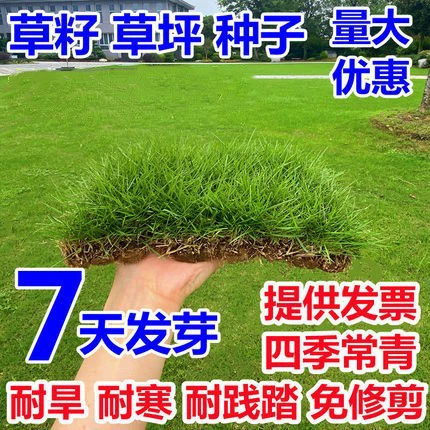 Озеленение Семена Газона Высокий Овсяная Семена Ржи Bermudagrass Poa для защиты склонов