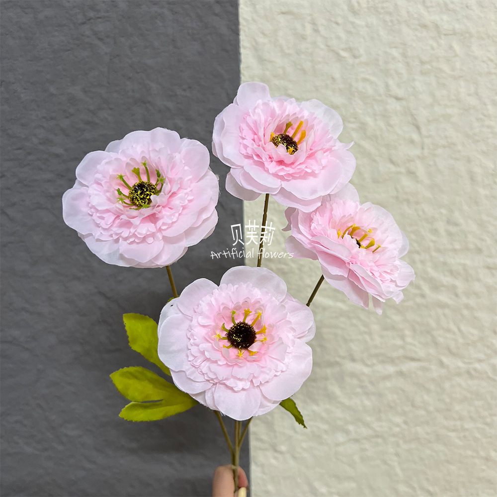 멜라루카 모란 4개