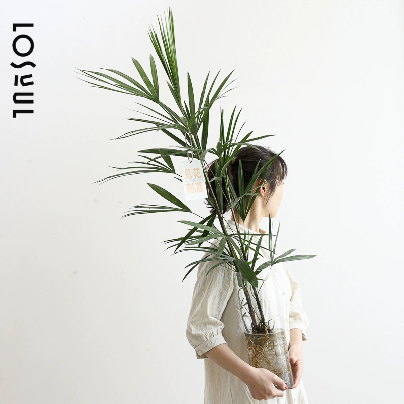 Le нуждается в гидропонной коричневый бамбук с корнями воды и растениями.