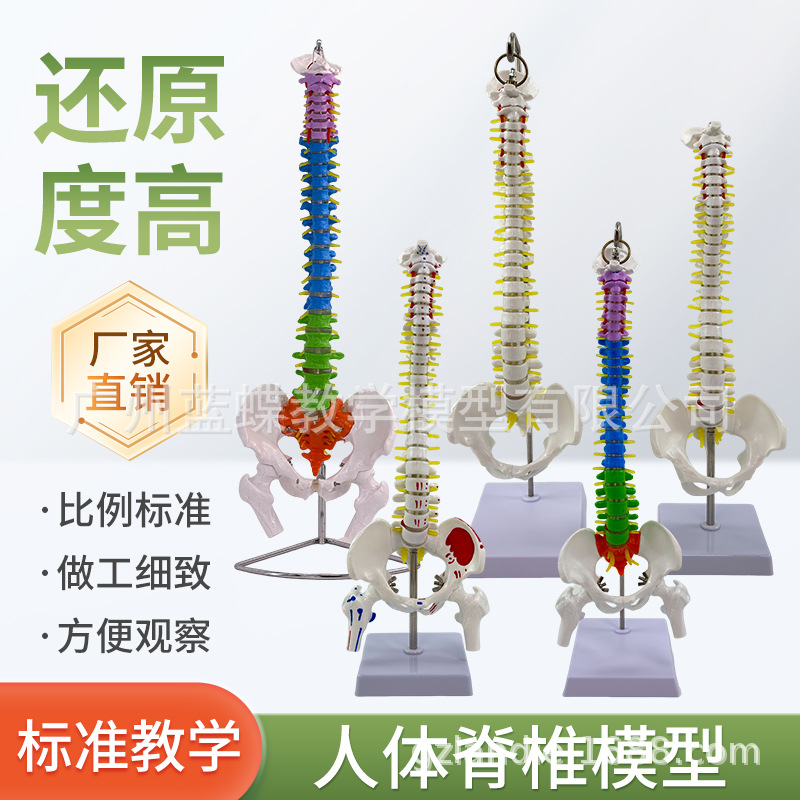 45 85CM���弹��ģ�ͷ��������׵׵�����񾭾�׵��׵β׵׵��