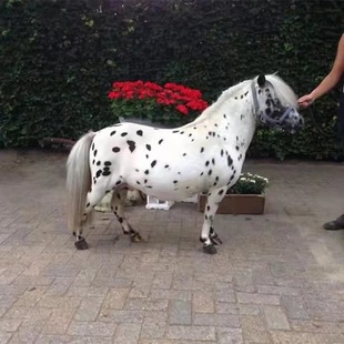 ����С���R ���R���w ���R���� �����R С�R���w ���㌙���R ���^