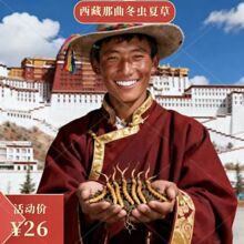 高海拔西藏那曲冬虫夏草 虫草干货孕妇滋补品老年滋补品 泡酒煲汤