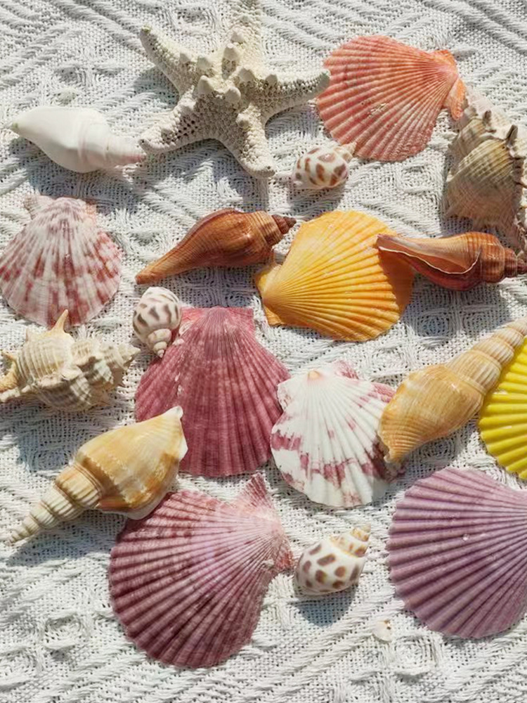 天然贝壳海螺海星海胆壳幼儿园手工diy相框漂流瓶风铃打孔小贝壳