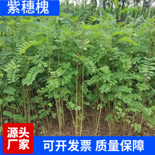 ���뻱�N�Ӱ׻��̻��G��бɽ߅�¸��ٹ�·�o�¹���ֲ���s��ľ����