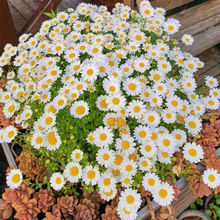 洋甘菊花籽小雏菊种子子太阳花白晶菊格桑花花种庭院盆栽驱蚊室外