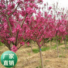 批发果树苗木西府海棠树种子嫁接苹果观花行道树林木种子