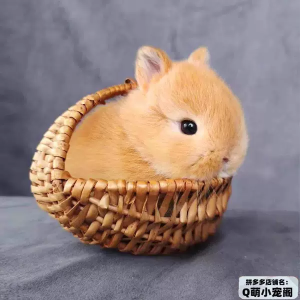 Yellow rabbit