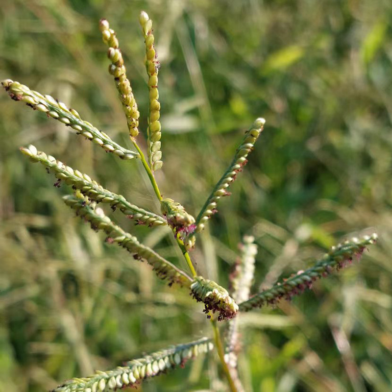 e0bb6eaf4727ee9bbec4ddbbbb0f38