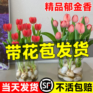 ������N�����Ԏ������҃��̨ˮ��ֲ��������Ʒ���ļ��_������