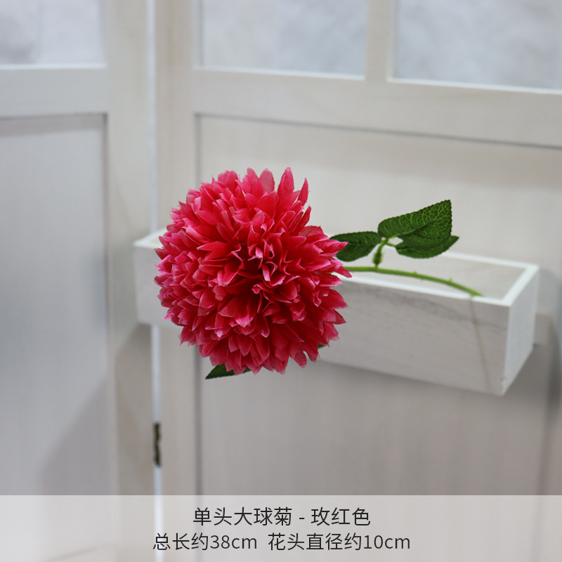 Crisantemo de una sola cabeza rojo rosa