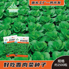 好吃香肉菜蔬菜种子台湾肉肉菜春秋四季油菜种菜园耐寒小青菜种籽