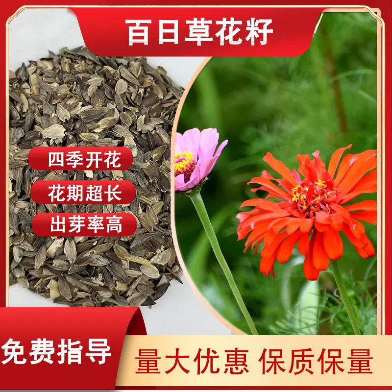 百日草籽子重瓣菊花籽四季播种开花庭院室外种子花境植物美化花卉